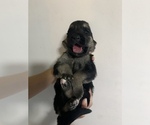 Small Photo #14 German Shepherd Dog Puppy For Sale in RUSTBURG, VA, USA