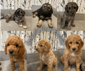 Goldendoodle Puppy for sale in WINCHESTER, OR, USA