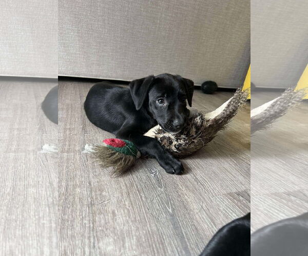 Medium Photo #8 Boston Terrier-Labrador Retriever Mix Puppy For Sale in Holly Springs, NC, USA