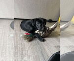Small #7 Boston Terrier-Labrador Retriever Mix