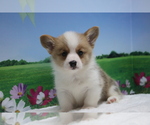 Small Photo #2 Pembroke Welsh Corgi Puppy For Sale in SAN DIEGO, CA, USA