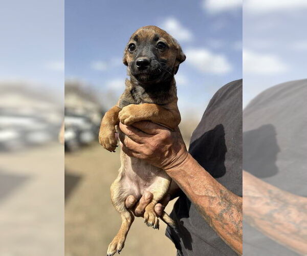 Medium Photo #7 Rat-Cha Puppy For Sale in Grafton, WI, USA