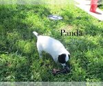 Puppy Panda Australian Cattle Dog-Border Collie Mix