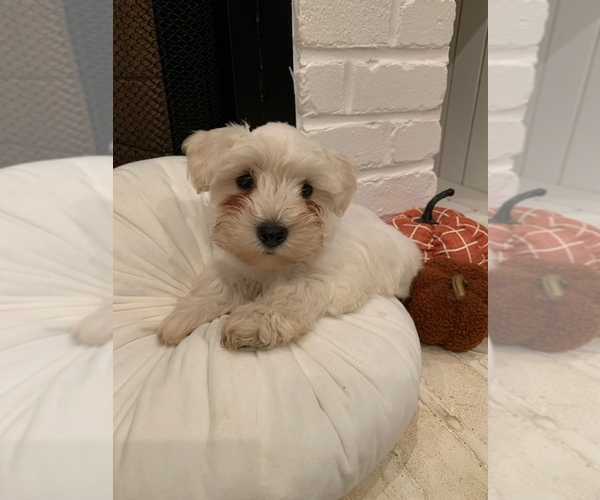 Medium Photo #9 Schnauzer (Miniature) Puppy For Sale in TAYLORS, SC, USA