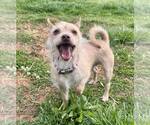 Small #1 Chihuahua Mix