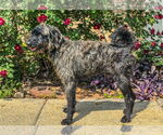 Small #1 Retriever  Mix