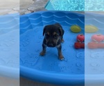 Puppy 4 Catahoula Leopard Dog-German Shepherd Dog Mix