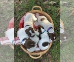 Small Photo #4 German Shorthaired Pointer Puppy For Sale in NEW WAVERLY, TX, USA