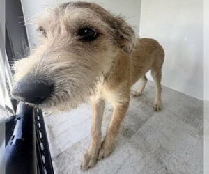 Miniature Schnauzer-Unknown Mix Dogs for adoption in Houston, TX, USA