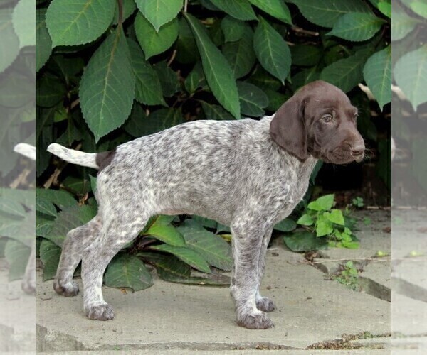 Medium Photo #2 German Shorthaired Pointer Puppy For Sale in PARADISE, PA, USA