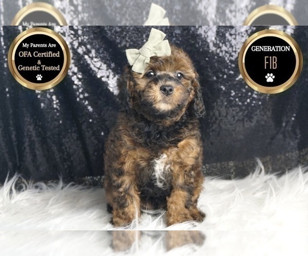 Medium Photo #7 Goldendoodle (Miniature) Puppy For Sale in WARSAW, IN, USA
