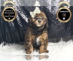 Small #6 Goldendoodle (Miniature)