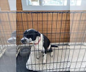 Mutt Dogs for adoption in Conroe, TX, USA