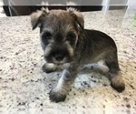 Small Photo #42 Schnauzer (Miniature) Puppy For Sale in VALRICO, FL, USA
