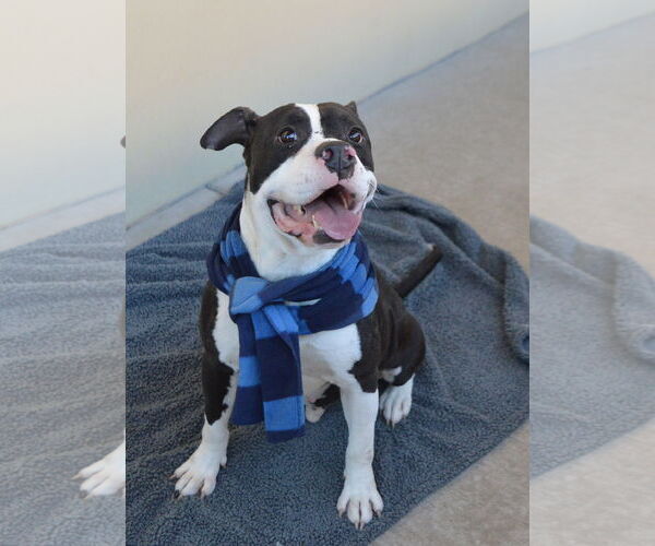 Medium Photo #1 American Pit Bull Terrier-Unknown Mix Puppy For Sale in McKinney, TX, USA