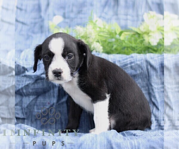 Medium Photo #4 Boston Terrier-Cock-A-Poo Mix Puppy For Sale in PORT ROYAL, PA, USA