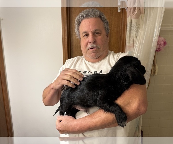 Medium Photo #31 Schweenie Puppy For Sale in DOTHAN, AL, USA