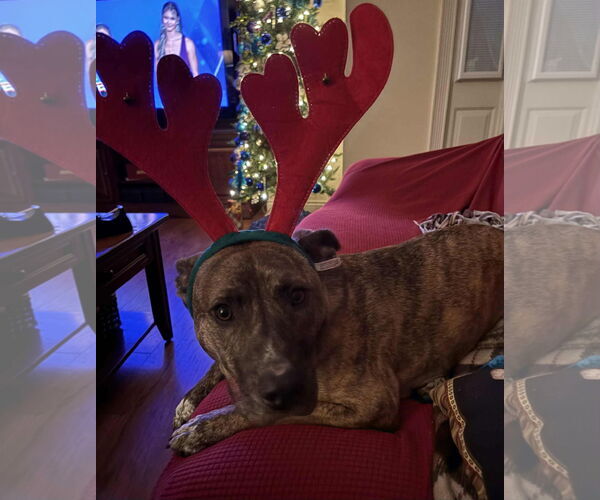 Medium Photo #17 Plott Hound-Unknown Mix Puppy For Sale in Oakhurst, NJ, USA