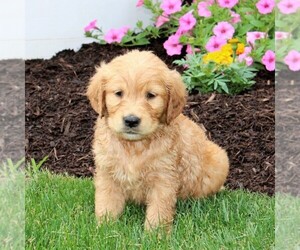 Golden Retriever Puppy for sale in NEW PROVIDENCE, PA, USA