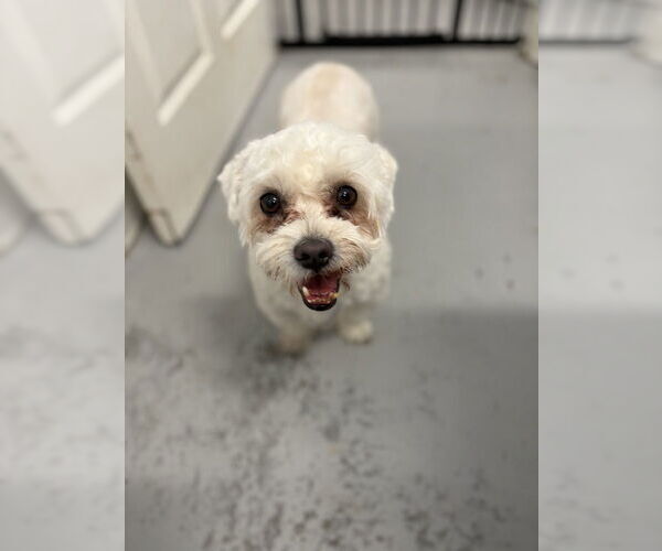 Medium Photo #1 Maltese-Unknown Mix Puppy For Sale in Studio City, CA, USA