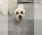 Small Maltese Mix