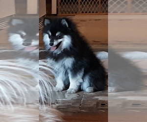 Pomeranian Puppy for sale in HOLT, MO, USA