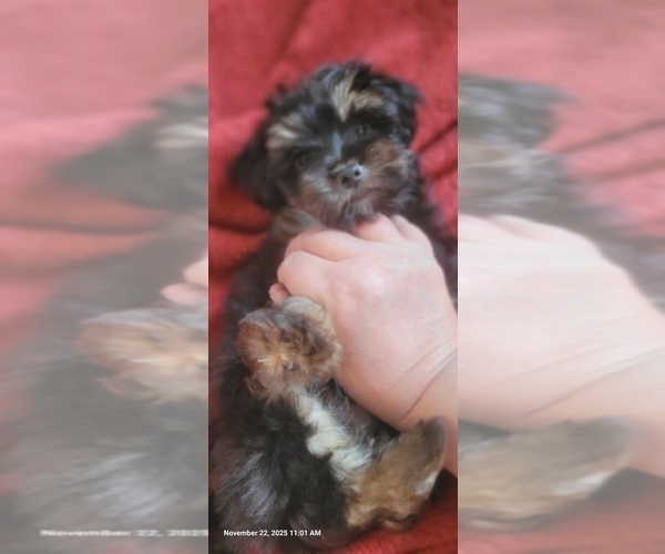 Medium Photo #58 Yorkshire Terrier Puppy For Sale in AKRON, OH, USA