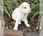 Small #3 Goldendoodle (Miniature)