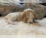 Small Photo #25 Goldendoodle Puppy For Sale in DAVIS, CA, USA
