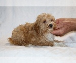 Small #9 Cockapoo (Miniature)
