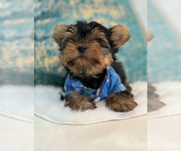 Medium Photo #8 Yorkshire Terrier Puppy For Sale in CORAL SPRINGS, FL, USA