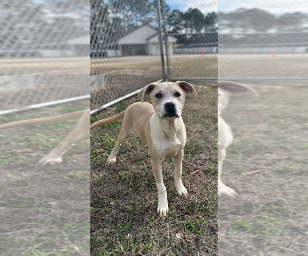 Medium Photo #11 Mutt Puppy For Sale in Rockaway, NJ, USA