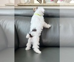 Small #6 Yorkshire Terrier
