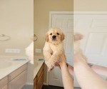 Small Photo #7 Golden Retriever Puppy For Sale in SELMA, CA, USA