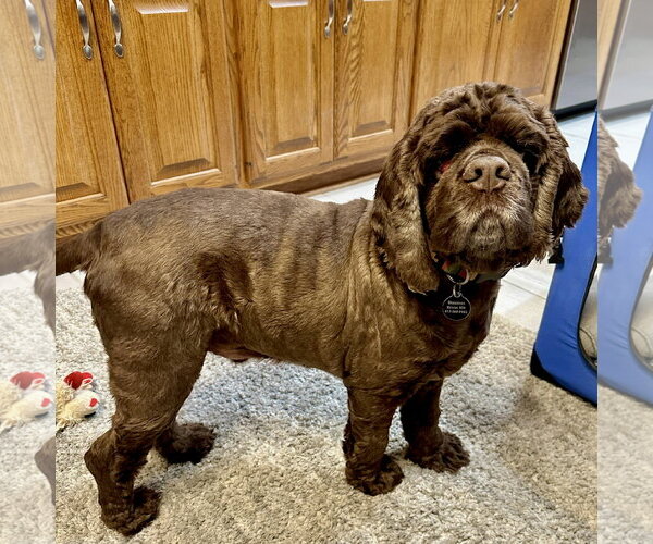 Medium Photo #2 Cocker Spaniel Puppy For Sale in St. Louis Park, MN, USA