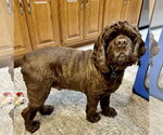 Small #1 Cocker Spaniel