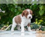 Small Photo #20 Poodle (Miniature) Puppy For Sale in WOLCOTTVILLE, IN, USA
