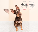 Small Photo #5 Australian Kelpie-Unknown Mix Puppy For Sale in Doylestown, PA, USA