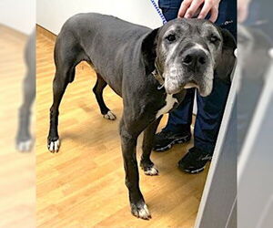 Great Dane Dogs for adoption in Mount Airy, NC, USA