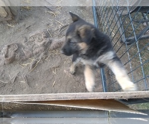 German Shepherd Dog Puppy for sale in ALBION, IN, USA