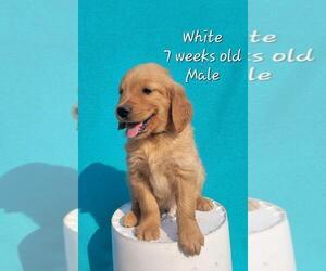 Golden Retriever Puppy for Sale in COULEE CITY, Washington USA