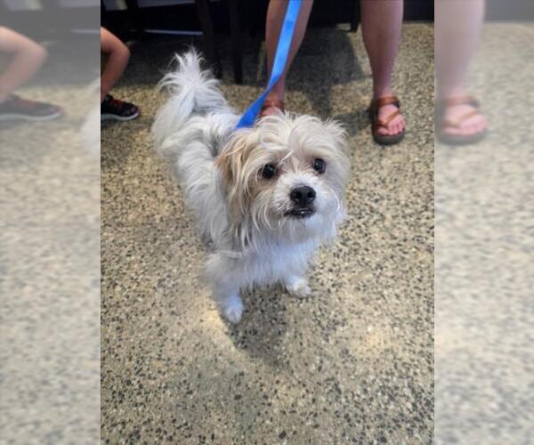 Medium Photo #1 Maltese-Unknown Mix Puppy For Sale in Tracy, CA, USA