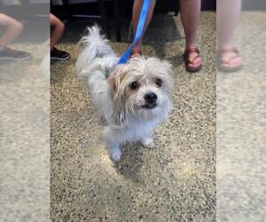 Maltese-Unknown Mix Dogs for adoption in Tracy, CA, USA