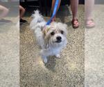 Small Maltese Mix
