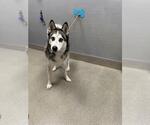 FLASH - Male Siberian Husky-Unknown Mix Dog for Adoption - Small photo