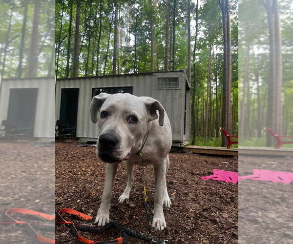 Medium Photo #6 Dogo Argentino Puppy For Sale in Brights Grove, Ontario, Canada