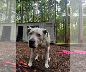 Bea - Female Dogo Argentino Dog for Adoption - Photo #6