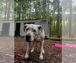 Small #5 Dogo Argentino