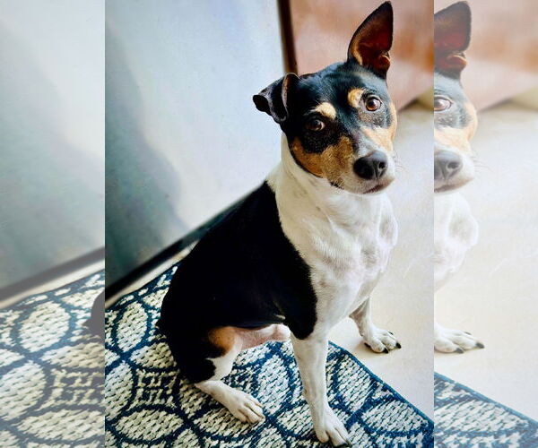 Medium Photo #10 Rat Terrier Puppy For Sale in Atlanta, GA, USA