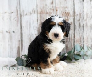 Bernedoodle (Miniature) Puppy for sale in SUNBURY, PA, USA